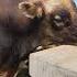 VACAS LECHERAS RAZA JERSEY Vacas Vacaslecheras Jersey
