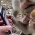 Viral Video Monkeys Scroll Through Social Media Like An Everyday Activity Trending