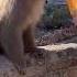 Brother Monkey Is Really Too Good The Monkey Has Become A Spirit Please Do Not Imitate Dangerous