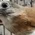 Burung SRDC Bali Belajar Bunyi Suara TERAPI Pancingan Sikatan Rimba Dada Coklat Supaya Cepat Gacor