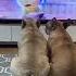 Dogs Heartbreaking Reactions To SADDEST Movie Scene