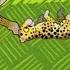 Leopard Friends Tinga Tinga Tales Compilation Cartoons For Kids