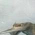 Ice Age Dawn Of The Dinosaurs Official HD Trailer 2009 720p