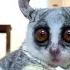 Galago Pet Bush Baby Owners Are Making A HUGE Mistake