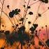 Besso Midnight Thoughts Original Mix
