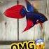 Wild Betta Fish In Breeding And Adult Stage Bettafishtank Betta Wildbetta