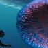 This Monster Sea Serpent TORMENTED Sailors For Decades What Is The Pyrosome Worm