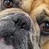 1 Most Owned Dog Breed In The World But At What Cost French Bulldog