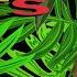 Ninjaman Murder Dem Jungle Mix Official Audio Jet Star Music