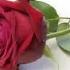 SAVAGEI M LOOSING YOU