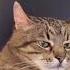 Вечер с Котом котстепан кошки Cats Funny