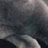 Senorita Song Cats Couple Totally Blind Love