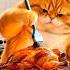 Cat Ai Animated Video Cat Funny Video Funny Pets Cat Adoptcat Mycat