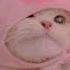 Pink Elephants On Parade Sped Up Adj Jack Remix
