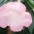Shortsfeed Flowers Shortvideo Subscribe Flowergarden Shortsfeed