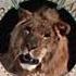 Metro Goldwyn Mayer 1981