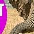 ELEPHANT SOUNDS FOR KIDS Learn Trumpeting Rumbling And Roaring Sound Effects Of Elephants