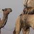 Camel Fascinating Desert Dweller And Cultural Shorts Animal Beautiful The Life English Like