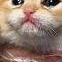 Crying Cats Have Strong Feelings For Their Owners Cats Shortvideo Pets