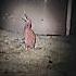 The Scariest Bird Sounds In The World Trending Animals Wildlife Birds Loon Kiwi Shoebill Shorts