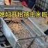 Sieve Out All Impurities At Once Corn Vibrating Screen Grain Screening Machine