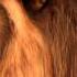 HD 720p Can You Feel The Love Tonight From The Lion King