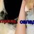 Maroon 5 Moves Like Jagger Ft C Aguilera Ya Dvigayus Kak Dzhagger With Russian Lyrics
