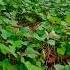 Ayo Berkebun Faktaunik Budidayatanaman Ubijalar Kebun Agriculture Shorts
