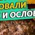 В бургерах использовали мясо собак и ослов English Subtitles