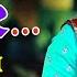 Kajal Maheriya Ni RAMZAT Live Non Stop Garba 2020 Mahakali Videography Raju Goswami