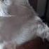St Bernard Bolander Barks Very Loudly