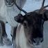 Lynx Snowmobiles Reindeer Games