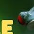 Life Cycle Of Frogs Learn About The 3 Stage Metamorphosis Of A Frog