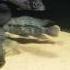 Банка 250 кормление 250l Fishtank Feeding 09 09 2016