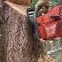Arborist Use Controlled Uphill Tree Felling Technique