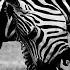 Asu SA Afro House Mix 129