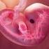 The Heartbeat Of Life At 8 Weeks Science