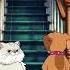 A Pampered House Cat And A Rowdy New Dog
