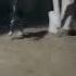 Caught On Camera Omg That S A Paranormal Ghost Dog