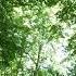 Звуки леса пение птиц Sounds Of The Forest Birdsong