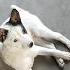 I Never Think My White Puppy Is The Most Beautiful Puppy In The World 2025 Shorts