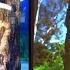 Woody Woodpecker And Woody Woodpecker Goes To Camp Intro 2017 And 2024 Comparisons