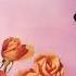 Sade Norah Jones Adele Amy Wine House Best Of Jazz Bossa Nova Cover Of Popular Songs 2022