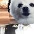 Gabe The Dog Astronomia Coffin Dance Meme 4K Reupload