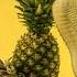 MIA BOYKO Ananas Adidas Musical