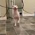 The Dog Saw A Big Stick Outside Funnyvideo Foyou Tiktok Dogsoftiktok Dog Foryou
