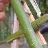 Bamboo Hunting Fireworks Nerf Bamboogun Woodworkingtools Bamboocrafts Archery