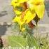 International Mother S Day Mothers Day 2025 अ तर र ष ट र य म त द वस 2025