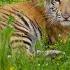ADIEMUS Beautiful Nature Video Music By Welsh Composer Karl Jenkins