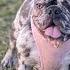 Different Types Of French Bulldogs Dog Types